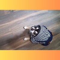 Bear Hoody Full Body