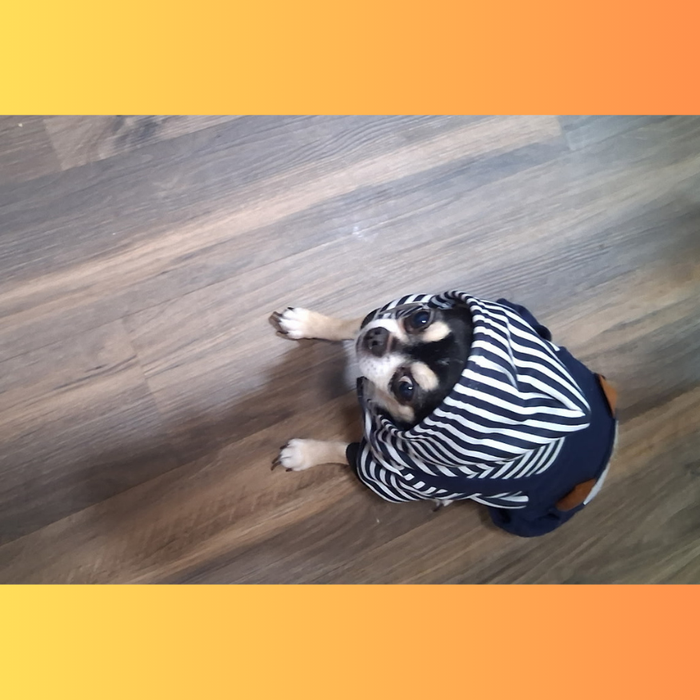 Bear Hoody Full Body