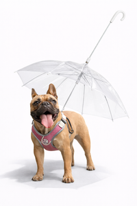 Clear Pet Umbrella Leash